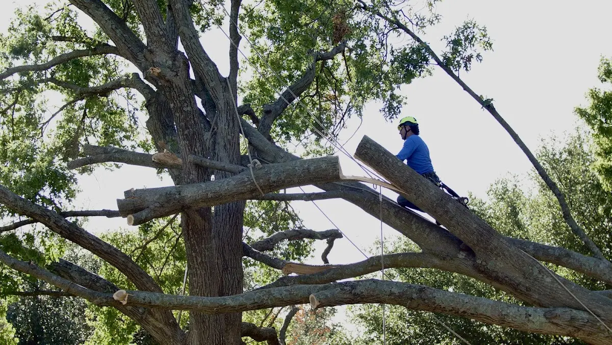 Professional Hazardous Tree Removal performed by certified arborists in Jacobson
