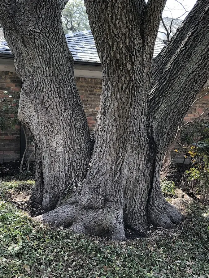 Mature heritage tree close to a Jacobson property cared for by certified arborists
